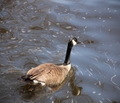 2014 04 20 MinnehahaFalls 002